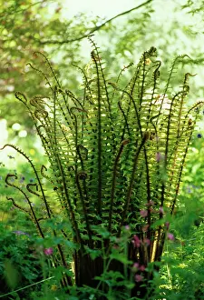 Beginning: Fern
