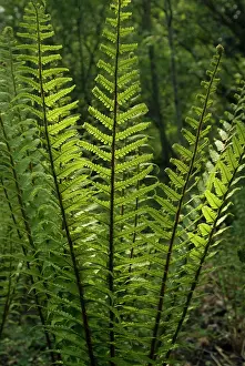 Layers: Fern