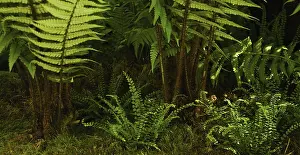 Proportion: Fern