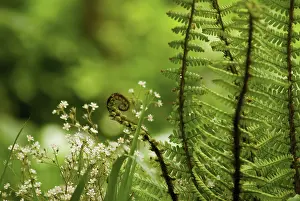 Curved: Fern