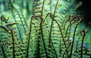 Curved: Fern