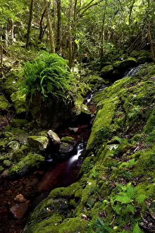 Footpaths: Ferney Forest