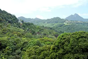 Ferney: Ferney Forest