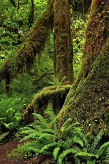 Adam: Ferns and Big Leaf Maple tree draped with Club Moss