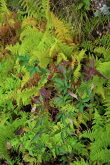 Roadside: Ferns, Blue Ridge Parkway, Smoky Mountains, USA