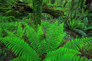 Leafing: Ferns, Chestnut forest, Onati, Gipuzkoa, Basque