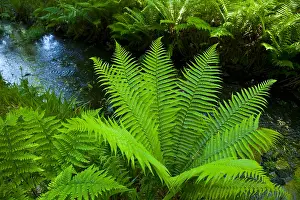 Mull: Ferns beside a creek - Mull island Hebrides Scotland