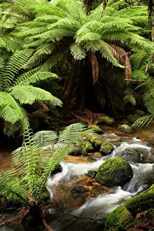 Frond: Ferns, Mossy Rocks, and Stream, St Columba
