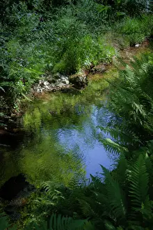 Ferns: Ferns overhanging a small pool or stream which is
