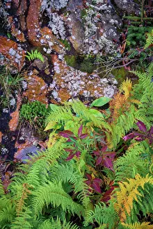 Roadside: Ferns by rockface, Blue Ridge Parkway, Smoky Mountains, USA