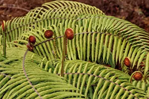 Himalaya: Ferns in the Singalila national park