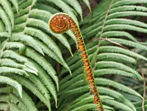 Himalaya: Ferns in the Singalila national park