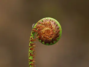 Himalaya: Ferns in the Singalila national park