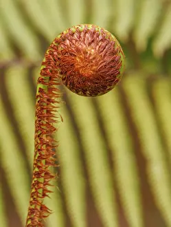Himalaya: Ferns in the Singalila national park