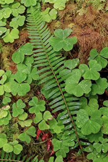 Adam: Ferns and sorrel on forest floor, Hoh Rainforest