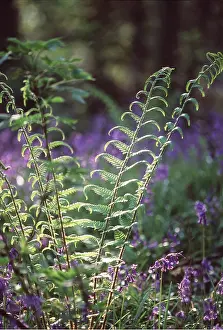 David C Dixon: FERNS - In Spring, merged with Bluebells