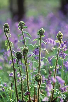 David C Dixon: FERNS - Unfurling in Spring, merged with Bluebells