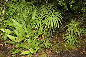 Matheson: Ferns - variety of ferns on forest floor Lake Matheson