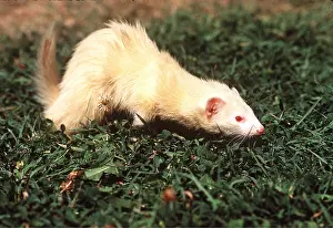 Albino: FERRET - Albino, close to the ground