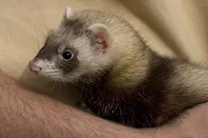 Arms: Ferret brought in arms in Ferrets island Crepol