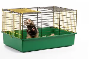Caged: Ferret - in cage - in studio