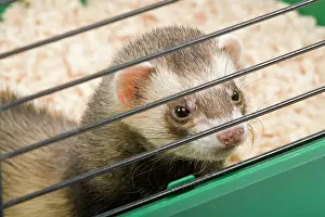 Caged: Ferret - in cage - in studio