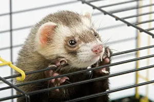 Caged: Ferret - in cage - in studio