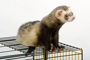 Ferrets: Ferret - on cage - in studio