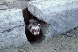 Gutter: Ferret - emerging from gutter hole in the street