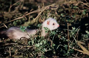 Polecat: FERRET - looking alert, in undergrowth