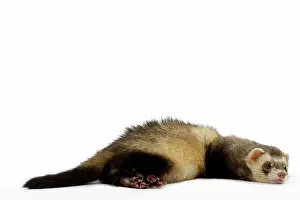 Ferrets: Ferret - lying down in studio