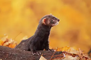 Putorius: Ferret (Mustela putorius forma domestica) in autumn