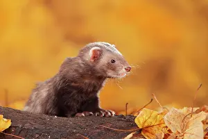 Putorius: Ferret (Mustela putorius forma domestica) in autumn