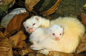 Carcass: FERRET (mustela putorius furo), FEMALE WITH YOUNG SLEEPING