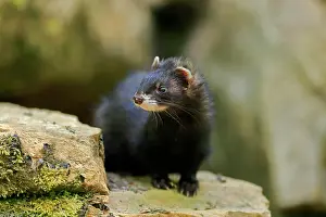 Putorius: Ferret (Mustela putorius furo), adult, captive