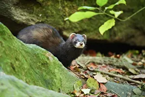 Putorius: Ferret (Mustela putorius furo), standing, Bavaria
