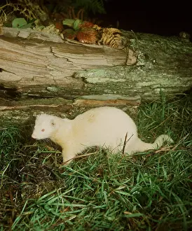 Albino: FERRET - near tree bark