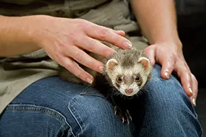 Stroking: Ferret - with owner