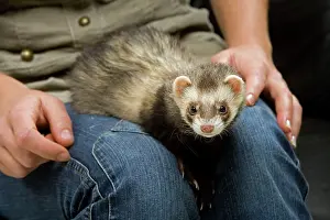 Stroking: Ferret - with owner