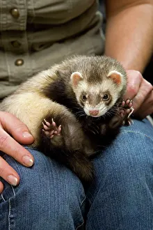 Stroking: Ferret - with owner