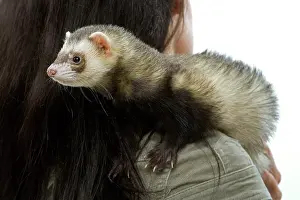 Ferret: Ferret - with owner