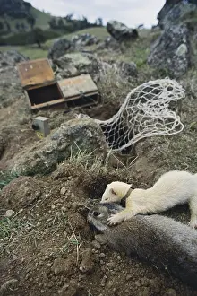 Putorius: Ferret with Rabbit, Australia