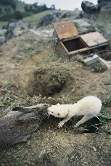 Putorius: Ferret with Rabbit, Australia