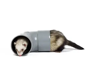 Ferrets: Ferret - sable colour playing in pipe