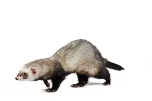 Ferrets: Ferret - sable colouration - in studio