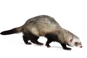 Ferrets: Ferret - sable colouration - in studio