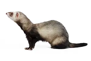 Ferrets: Ferret - sable colouration - in studio
