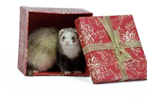Ferrets: Ferret - sable colouration - in studio hiding in