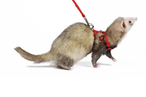 Ferrets: Ferret - sable colouration - in studio wearing