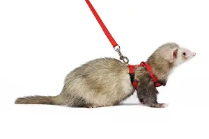 Ferrets: Ferret - sable colouration - in studio wearing